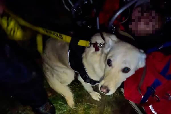 Loyal Luna the dog who stayed with her owner after they had a fall while walking in the Peak District. Photo Buxton Mountain Rescye Tebmit