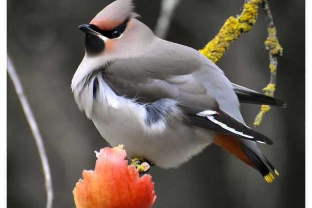 ​An impressive close-up by Cheryl Jones shows a rare waxwing, visiting Hassop Station from Scandinavia.