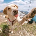 Holidays just aren't the same without the dog! Animal News Agency