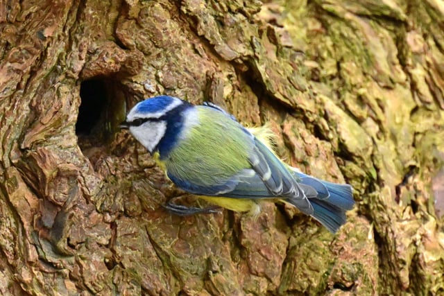 ​The latest cracking offering from Hasland’s Nick Rhodes shows a blue tit at Avenue Country Park.