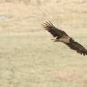This magnificent photograph of the bearded vulture was captured at Back Tor by local birdwatcher Andy Smith.