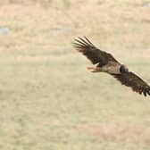 This magnificent photograph of the bearded vulture was captured at Back Tor by local birdwatcher Andy Smith.