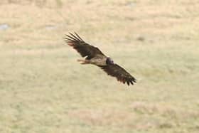 This magnificent photograph of the bearded vulture was captured at Back Tor by local birdwatcher Andy Smith.