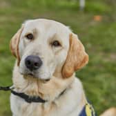 A guide dog puppy