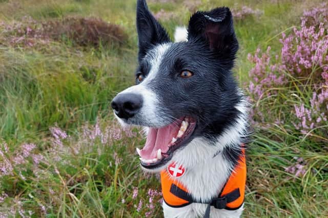 Wren the search dog from  Buxton Mountain Rescue Team found a lost and weary walker. Pic Mountain Rescue Search Dogs England