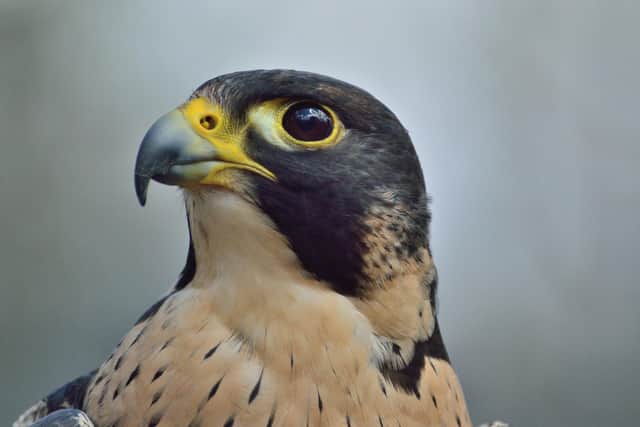 Peregrines are an iconic site in the Peak District and their nests are protected by law. Image: Pixabay.