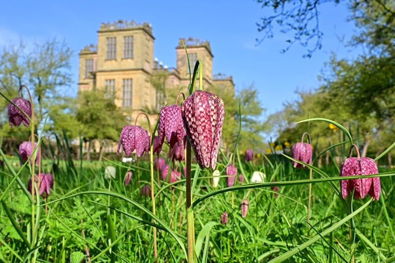 This lovely offering from Nick Rhodes shows a snake's head fritillary in Hardwick Hall's walled garden.