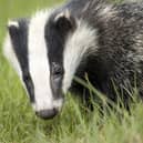 Animal welfare activists are monitoring badger setts in Derbyshire.