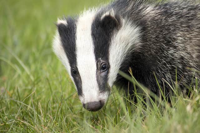 Animal welfare activists are monitoring badger setts in Derbyshire.