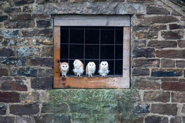 How are you-hoo? Young barn owls get their first glimpse of the world from a Peak District barn window. Photo: Villager Jim / SWNS