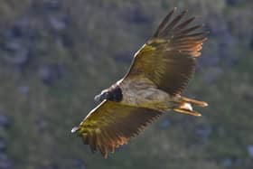 The vulture has been spotted in the Peak District. (Photo: Indy Greene).