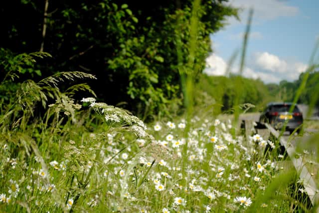 Wildflowers alongside Chapel-en-le-Frith bypass before they were cut back this month