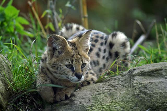 A serval cat
