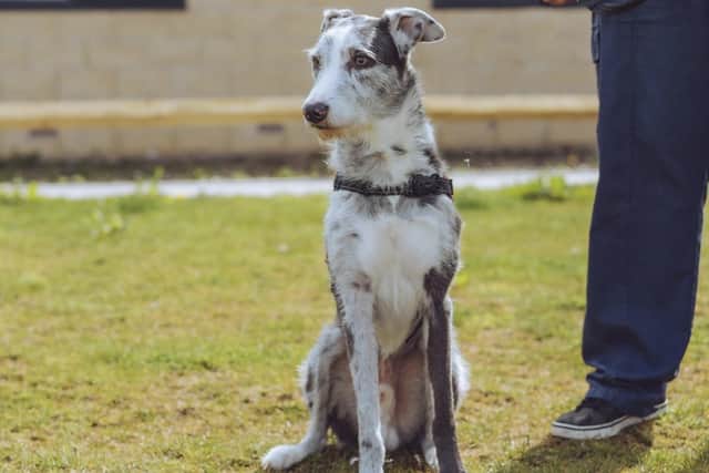 Eight-year-old lurcher Diesel is patiently waiting at RSPCA Chesterfield Animal Centre.