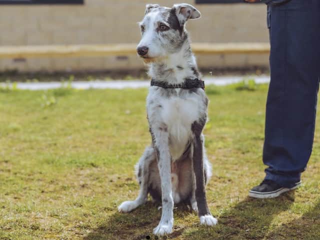 Adoption drive launched as number of animals rehomed from rescue centres drops in Derbyshire | Buxton Advertiser Adoption drive launched as number of animals rehomed from rescue centres drops in Derbyshire | Buxton Advertiser