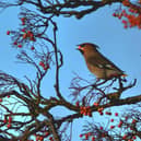 Peter McCarry was in the right place at the right time to snap this fine shot of a waxwing at Hasland.