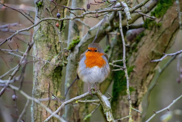 A wonderful contribution from Ripley's Dave Long shows a robin in fantastic close-up detail.