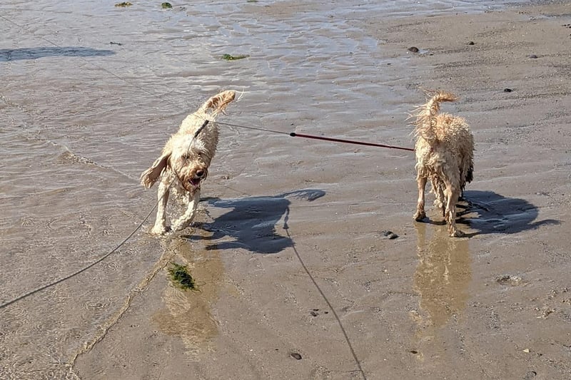 A great day out with the family's dogs on Leven beach (Pic: Moira Venters)