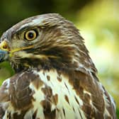 Contact the police on 101 or call the RSPB’s confidential hotline on 0300 999 0101 to report anything suspicious.