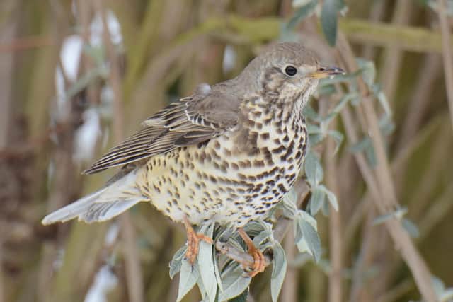 Campaigners are documenting all the wildlife at Hogshaw and say the site provides a wide range of animal and plant life. Photo submitted