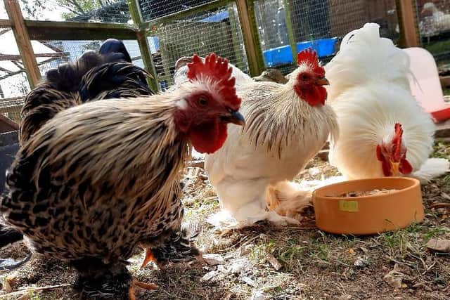Snap, Crackle and Pop are among hundreds of chickens waiting to be rehomed at RSPCA rescue centres all over the country.
