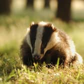 Badger in Derbyshire. Photo by Andrew Parkinson, 2020Vision.