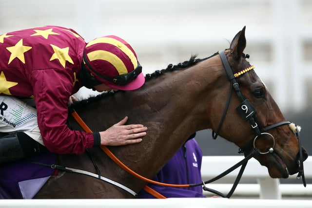 Although there have been many multiple winners at the Cheltenham Festival over the years, only an elite band of horses have won three different races. MINELLA INDO attempts to join them on Wednesday when he tackles the Glenfarclas Cross-Country Chase (4.10). Previous glories have included a memorable triumph in the 2021 Gold Cup and a 50/1 victory in the 2019 Albert Bartlett Novices' Hurdle. When you consider he was also only just chinned in the 3m chase for novices in 2020 and was runner-up in the 2022 Gold Cup, it's clear Henry De Bromhead's 11yo charge is a Festival great.