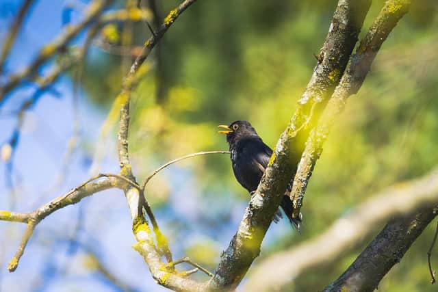 "There are 73 million fewer birds today than there were in 1970. Larkin’s challenge rings more true than ever."
