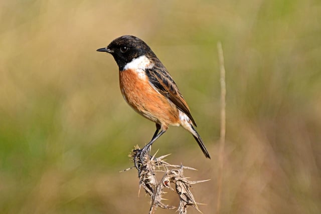 Nick Rhodes was in the right place at the right time to spot this stone chat at the Avenue Country Park.