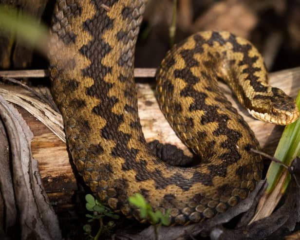 What should you do if you or your dog are bitten by an adder?
