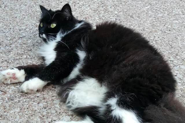 Animal welfare charity RSPCA has launched an emergency appeal to raise money for its vital work.
