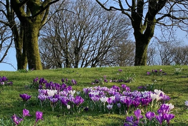 Here's a lovely splash of colour on The Slopes in Buxton, captured in the latest photo from Pauline Baines.