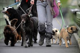 The Dogs Trust says basic dog training is "not enough" in preventing pets from biting