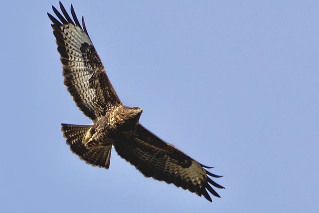 ​A cracking shot from Conor Blount shows a buzzard in flight, snapped at Wye Valley Nature Reserve.