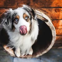 Getting ready to go on holiday and leave the dog in kennels? Expert shares five natural ways dog owners can help their pup prepare