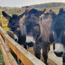 The Donkey Sanctuary near Buxton is holding an open day on April 3.