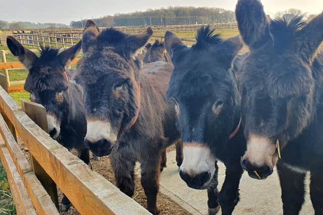 The Donkey Sanctuary near Buxton is holding an open day on April 3.