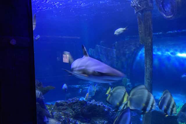 Sharkbait Reef – the park’s aquarium complete with several shark species, sting-rays and various tropical fish – is a nice little break from the mayhem.