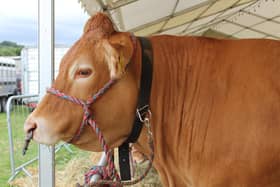 A Mayfield Limousin takes in the view at Hope Show.