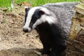 Plans have been announced to cull badgers in Derbyshire.