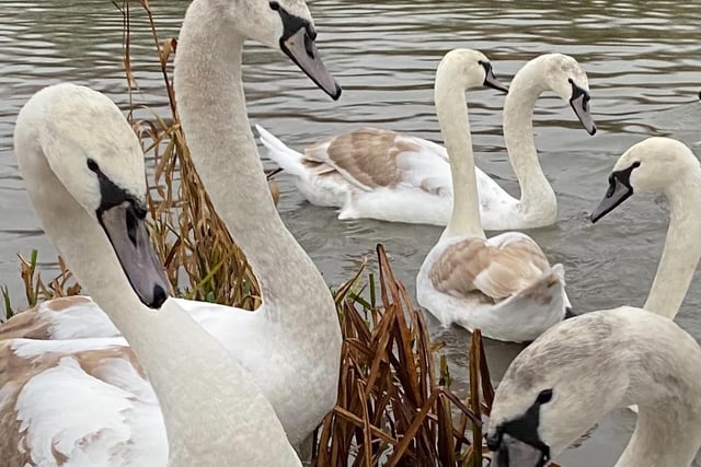 David Hodgkinson took this photo of swans and cygnets in the water at Straws Bridge, just outside Ilkeston.
