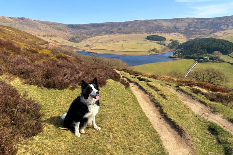 Ziggy checks the water levels at Kinder Reservoir in this latest charming snap by Claire Brooks.