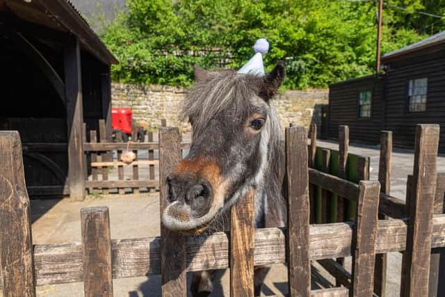 A pony at Chatsworth Farmyard. (Pic credit: Chatsworth House Trust)