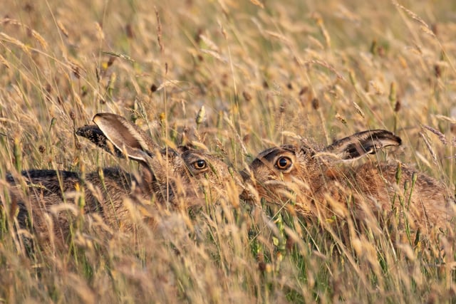 This stunning photo shows two hares appearing to kiss.