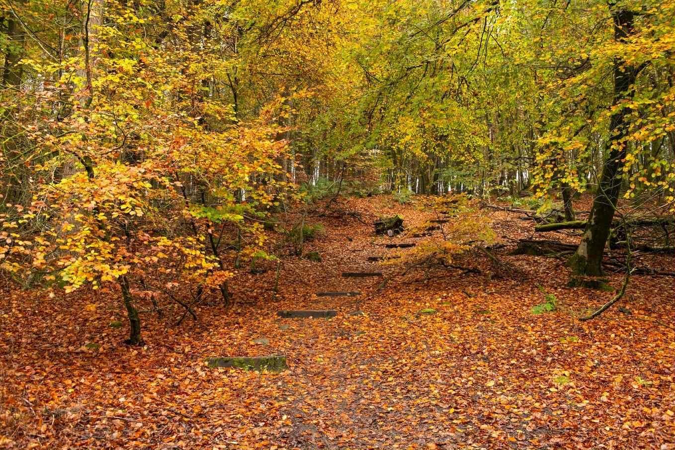 All larch trees to be felled in Buxton’s Corbar Woods