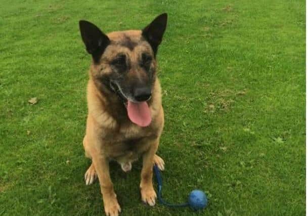 Axel the Derbyshire police dog nearly lost his life after he was stabbed.
