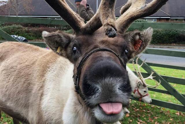 Meet real reindeer at the Bakewell Christmas Sparkle event