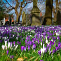 ​A beautiful crocus carpet at Heanor Cemetery, as photographed by Dave Long.