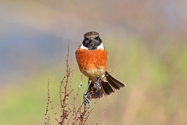 Regular contributor Nick Rhodes, from Hasland, took this cracking shot of a stonechat at Avenue Country Park.