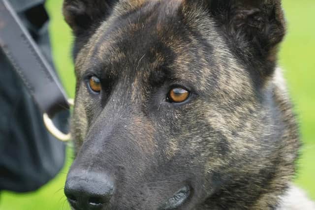 Stark is a German Shepherd Dutch Herder cross who enjoys tracking work. She’s the sister of PD Piper, featured by Derbyshire police earlier in the summer.